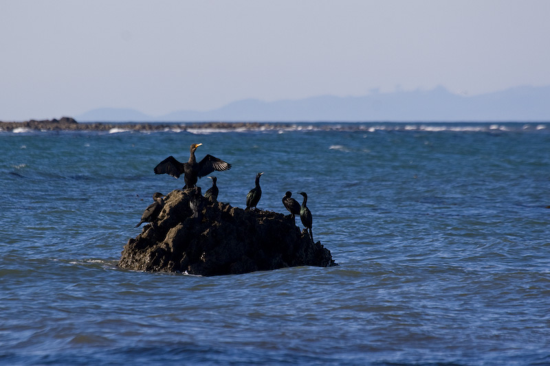 Double-Crested Cormorants On Rock